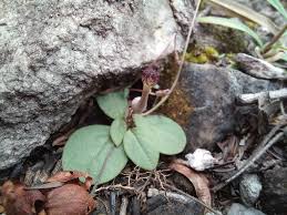Image result for Ceropegia arenarioides
