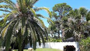If you are looking for affordable, yet reliable pest control in st petersburg to keep your family safe from unwanted pests, ants, fleas, rodents, and the like, then you have visited the. Pest Control Service St Petersburg Lawn Care Tampa Bay