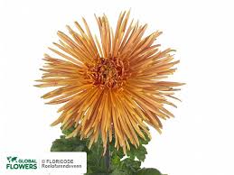 Image result for Chrysanthellum indicum