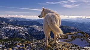 Here are only the best white wolf wallpapers. 60 Wolf Wallpapers Hd 4k 5k For Pc And Mobile Download Free Images For Iphone Android