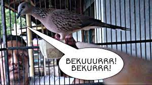 Suara Burung Tekukur Manggung Gacor Ini Pasti Bikin Derkuku Lain Ikut Bekur Burung