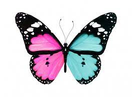 En La Misma Serie Con 11495130 Blue Butterfly Flying Isolated On White