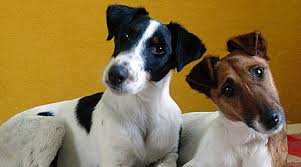 Image result for foxteriér hladkosrstý