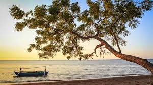 Bug definisi gambar makro merapatkan resolusi tinggi viola. 39 Tempat Wisata Di Situbondo Paling Hits Wajib Dikunjungi Saat Liburan