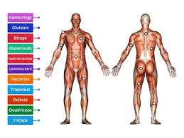 Figure 3.the major skeletal muscles—anterior and lateral views. The Body Muscles Teaching Resources