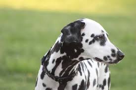 Se sapete già di non poter garantire un giardino al vostro cane, allora dovete orientare la vostra scelta su razze che si adattino bene alla vita in casa. Classificazione Delle Razze Di Cani Per Taglia Piccola Media E Grande