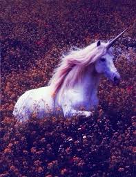 They are different from the dark riders as the black unicorns look scary with plain coloured fur. Alicewalther Animals Horses Unicorn Pictures