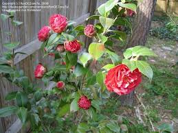 Thetreecenter.com has been visited by 10k+ users in the past month Plantfiles Pictures Common Camellia Japanese Camellia Kramer S Supreme Camellia Japonica By Rondezone7a