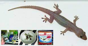 Malangnya, anda tidak boleh melihatnya sehingga ia sudah masalah besar dan keadaan menjadi lebih sukar untuk anda menghapuskan tikus ini. 10 Cara Mudah Tapi Berkesan Hapuskan Cicak Dalam Rumah Vanilla Kismis