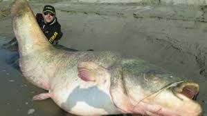 Basic catfish biology and natural history. Purrfect Catch Italian Twins Land Giant Catfish The Local