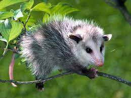 Opossum Amazing Animal Interesting Facts Photos The Wildlife Animals Opossum Animal Photography