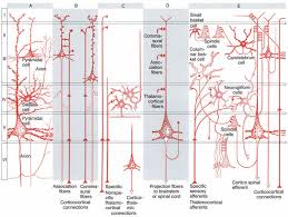Image result for Higher Integrative Function