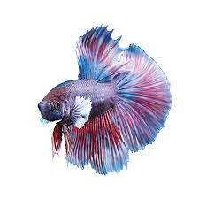 Part 120 betta dumbo gold supper gold haflmoon trại cá kiểng diamond da. Dumbo Halfmoon Betta Fish For Sale Live Pet Fish Petsmart