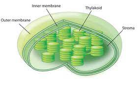 What is the site of photosynthesis in chloroplast. Photosynthesis Chloroplast Learn Science At Scitable