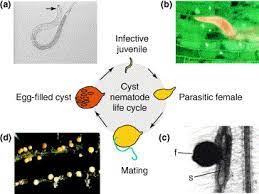 This publication focuses on the latter alternative Nematode Resistance In Plants The Battle Underground Trends In Genetics
