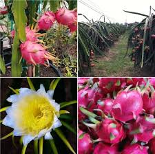 Fruit can be up to 1kg with a melon like flavour. Frequently Asked Questions About Dragon Fruit Farming Agri Farming