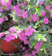 Image result for Cuphea