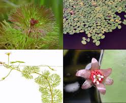 Image result for Cabombaceae