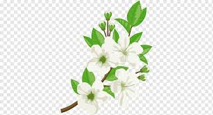 Check spelling or type a new query. Flower Jasmine Illustration Daun Hijau Pada Bunga Cat Air Daun Bahan Png Merangkai Bunga Png Pngwing