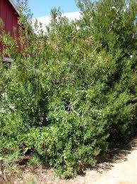 Image result for Myrica serrata
