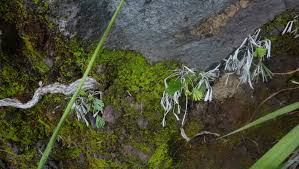 Image result for Actiniopteris semiflabellata