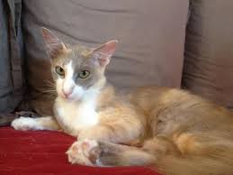 Cat Colours Cinnamon In 2020 Cat Colors Cattery Cats