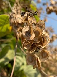 Image result for Caucanthus auriculatus