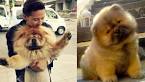 Chow Chow Puppies for Sale - Next Day Pets