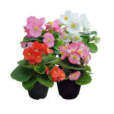 Image result for begonia semperflorens