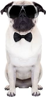 Advertisement ©2020 clipartpanda.com about terms movie subtitles number lookup. Puppy Clipart Bow Tie Dog Collar French Bulldog Transparent Png Original Size Png Image Pngjoy