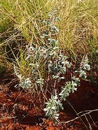 Image result for Indigofera gairdnerae