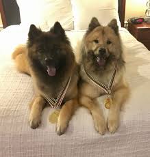 Eurasier Girls Eurasier Wolf Dog White Husky