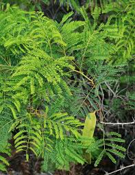 Image result for Elephantorrhiza burkei