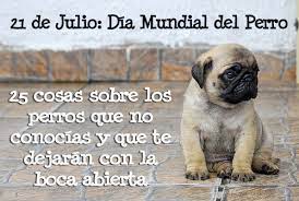 Sin embargo, el significado de esta fecha puede ser mucho más profundo. 25 Cosas Curiosas Que Quizas No Sabias Sobre Los Perros Coyotitos