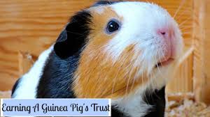 For example, if your child likes the name pua from the movie moana now, will they still like it 8 years from now? How To Make Your Guinea Pigs Trust You Youtube