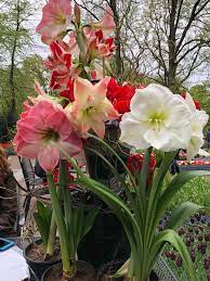 Variety Of Amaryllis Amaryllis Flowers Amaryllis Plant Bulb Flowers