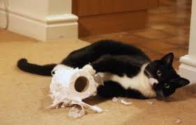 En disposant des sacs plastique au sol, ils ont rendu leur chat complètement fou. Les 7 Peches Capitaux Du Chat Destructeur