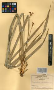 Image result for Hypolytrum heteromorphum