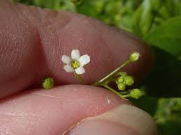 Image result for Samolus