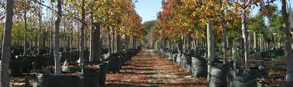 Tropical fruit tree perth w thai perth channel. Tree Nursery Western Australia Mature Trees Advanced Trees Perth