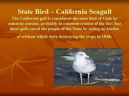 A caring couple of proud gulls taking care of their little ones. Utah State Symbols State Animal Elk A Member