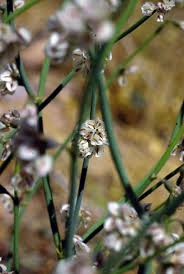 Image result for Dichapetalum deflexum
