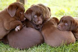 Can two chocolate labs have a yellow lab? If You Want A Chocolate Lab This Is What You Need To Know K9 Web