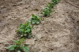 Check spelling or type a new query. Tips And Tricks For Effectively Growing Potatoes In Your Garden Laptrinhx News