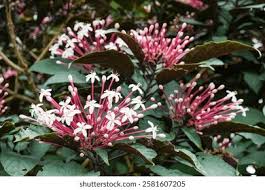 Image result for Clerodendrum fasciculatum