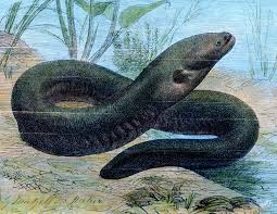 Image result for Chionodes electellus