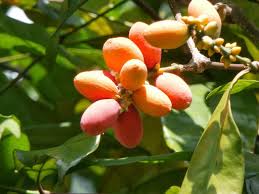 Image result for Diospyros ferrea