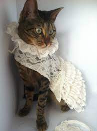 Dog Wedding Dress With Veil Dog Wedding Dress Wedding Dress Etsy Cat Wedding Kittens In Costumes Cute Cat Costumes