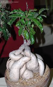 Image result for Raphionacme