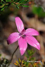 Image result for Elymandra grallata